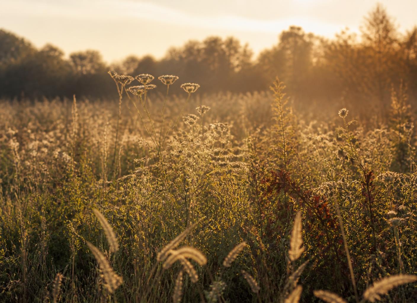 A field of wildflowers and tall grasses backlit by soft evening light